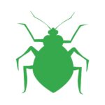 Bedbug treatments in fort mill BugsBGone