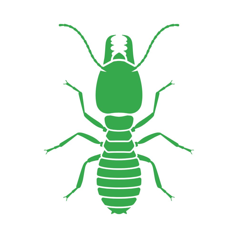 Termite treatments in fort mill BugsBGone