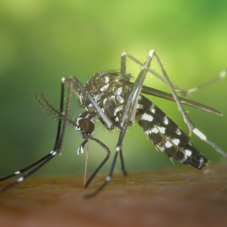 Mosquito Treatments in Fort Mill, SC BUGSBGONE