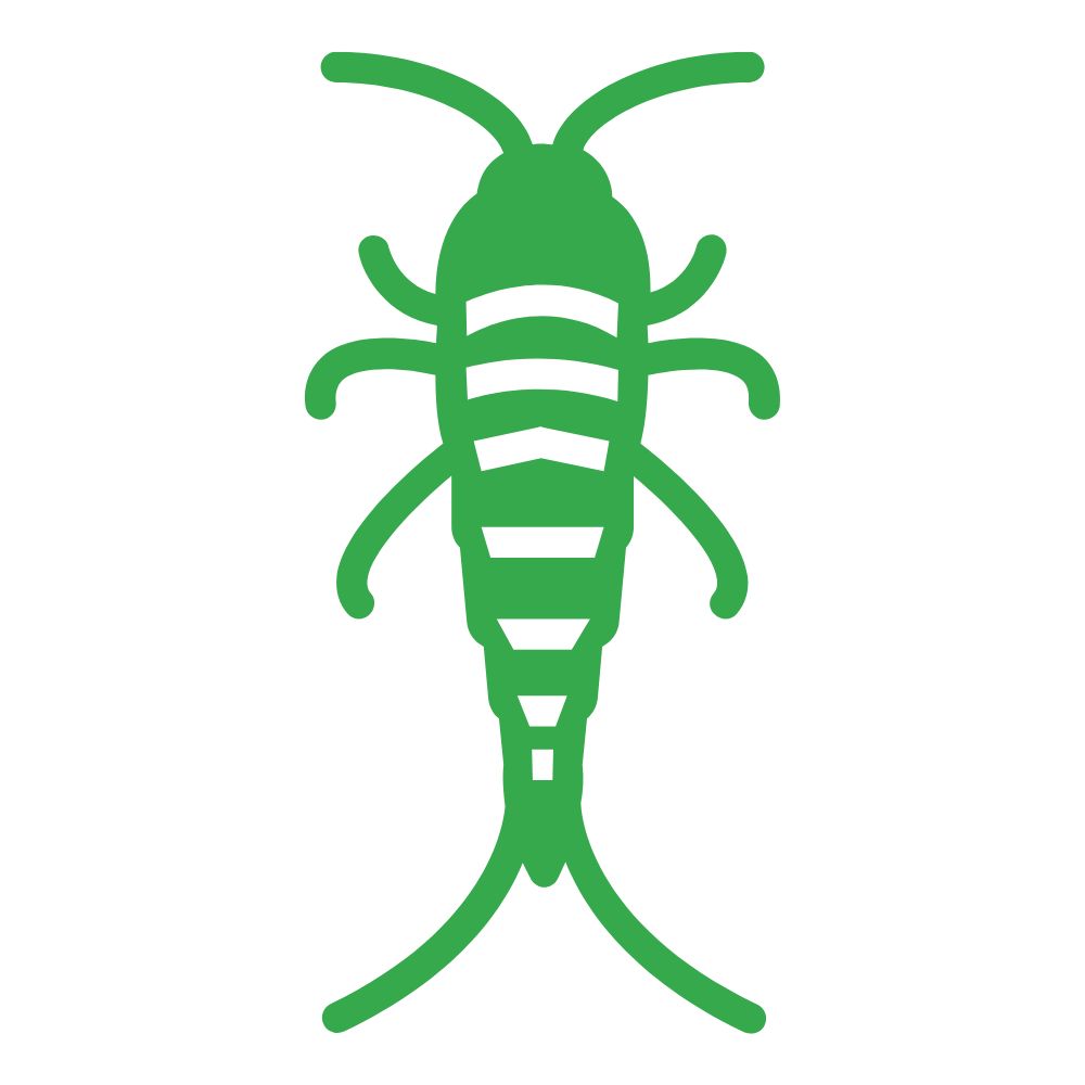 silverfish control in fort mill sc bugsbgone (1) silverfish control in fort mill sc