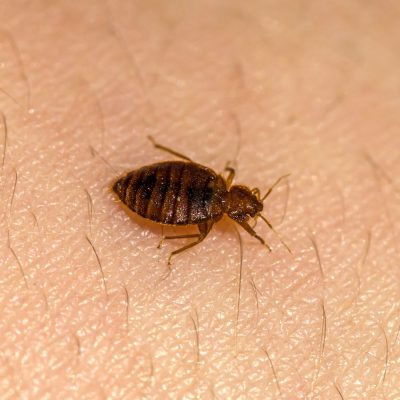 Bed Bug Treatments in For Mill, SC BugsBGone