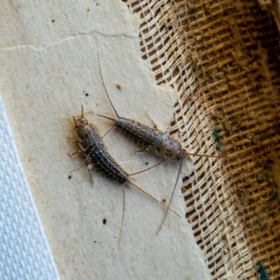 BugsBGone professional silverfish control in fort mill sc