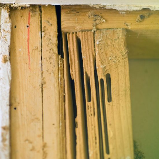 Carpenter Ant Damage in Fort mill SC BugsBGone