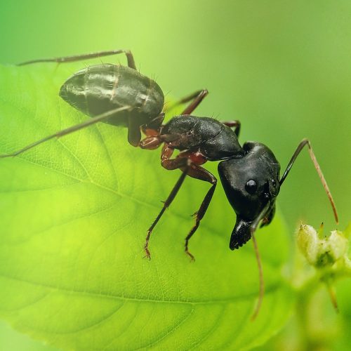 Carpenter Ant control in fort mill sc BugsBGOne
