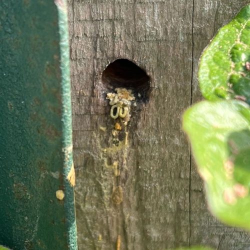 Carpenter Bee Damage in Fort Mill SC BUGSBGONE