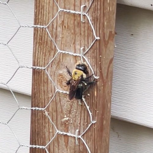 Carpenter Bee Pest Control in Fort Mill SC BUGSBGONE