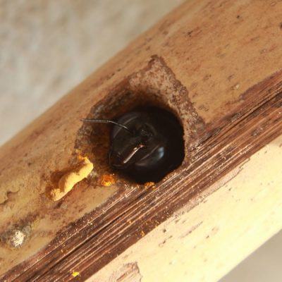Carpenter Bee Pest Control inspection Fort Mill SC BUGSBGONE
