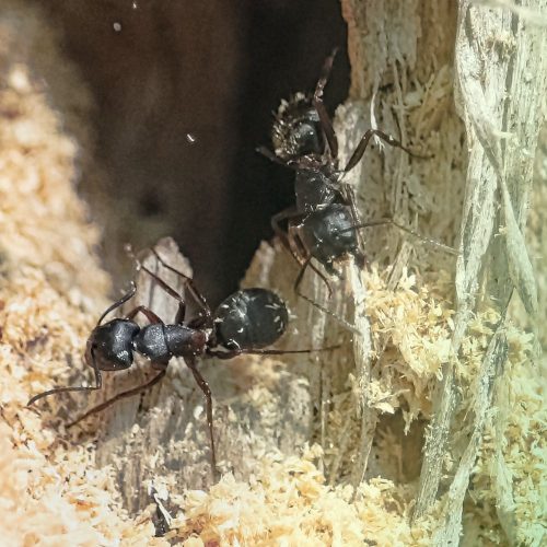 Carpenter ant damage Fort Mill SC BugsBGone