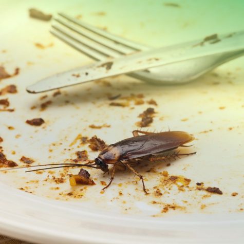 Cockroach Control Pest Control in Fort Mill SC BUGSBGONE