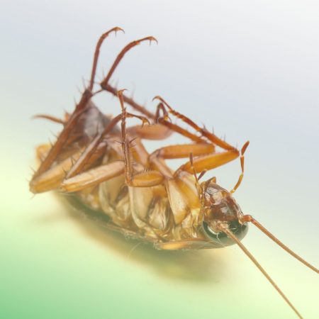 Cockroach Control in Fort Mill, SC BUGSBGONE