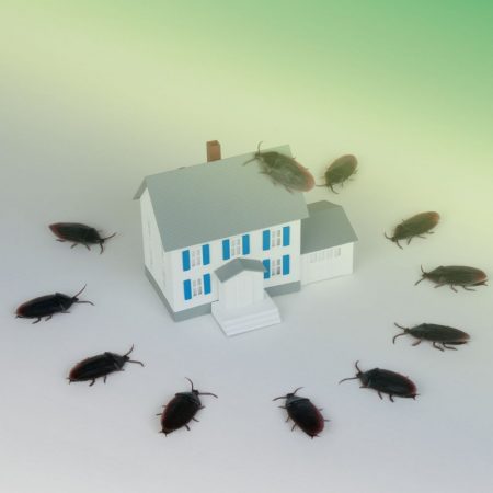 Cockroach attractants Fort Mill SC BUGSBGONE