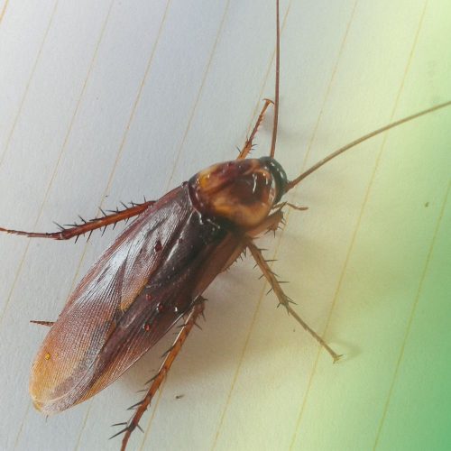 Common signs you have a cockroach infestation in Fort Mill SC BUGSBGONE