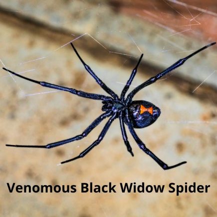 Common spiders in Fort Mill Homes BUGSBGONE