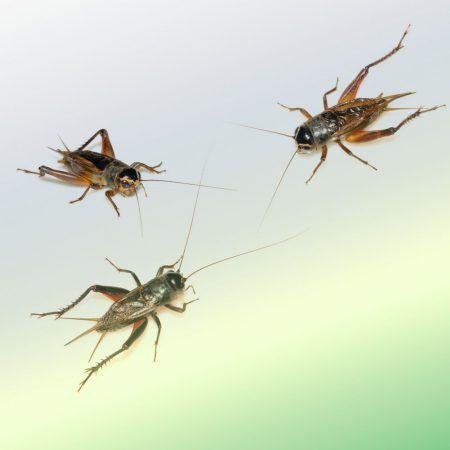 Cricket Attractants in Fort Mill SC BUGSBGONE