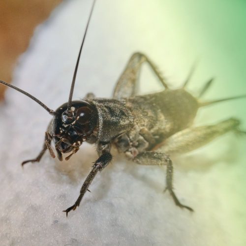 Cricket Pest Control in Fort Mill, SC BUGSBGONE