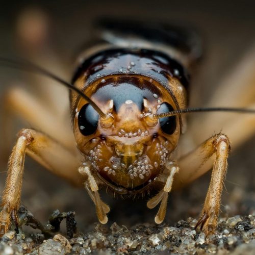 Cricket infestation in Fort Mill SC BUGSBGONE