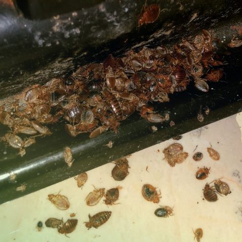 infestation of bed bugs Fort Mill, SC | BugsBGone