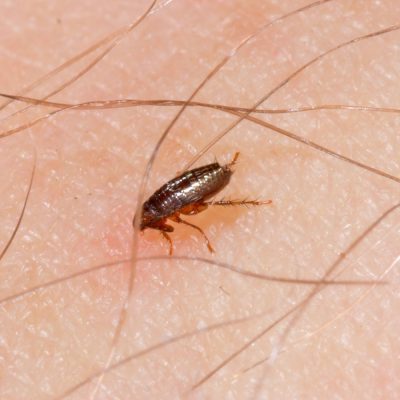Effective Flea Control in Fort Mill SC BugsBGone