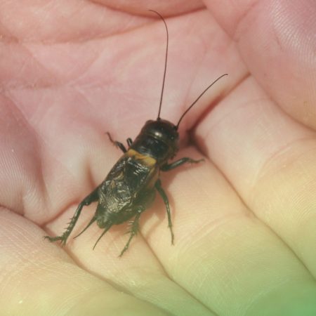 Effective cricket pest control in fort mill SC BUGSBGONE