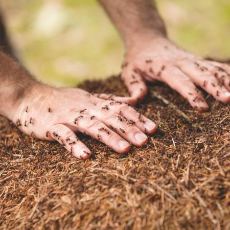 Fire ant nest removal in Fort Mill SC BUGSBGONE