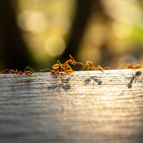Fire ant pest control treatment in Fort Mill SC BUGSBGONE