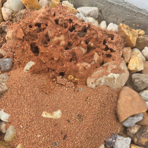 Fire ants nest in fort mill sc bugsbgone pest and termite