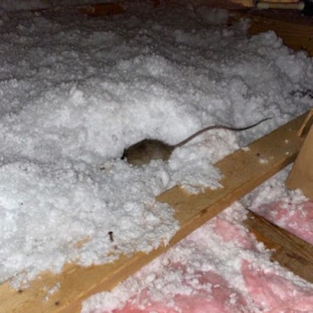 Mice pest control near Fort Mill SC- Bugs B Gone