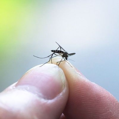 Mosquito control in fort mill sc BUGSBGONE