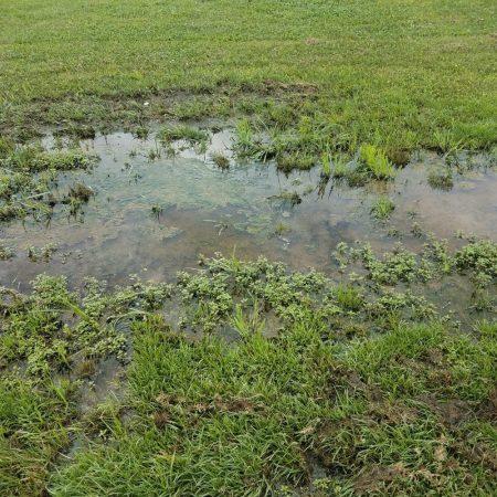 Mosquito population control Fort mill sc BugsBGone