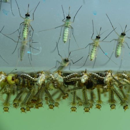 Pest control for mosquitoes in Fort Mill SC BUGSBGONE