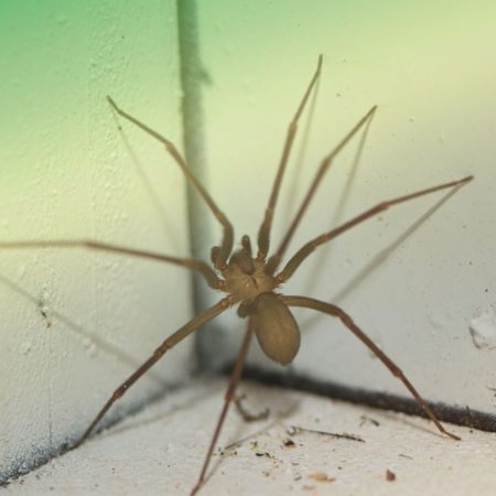 Professional Spider Control in Fort Mill, SC BUGSBGONE