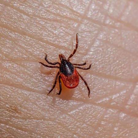 Professional pest control for Ticks in Fort mill sc BUGSBGONE