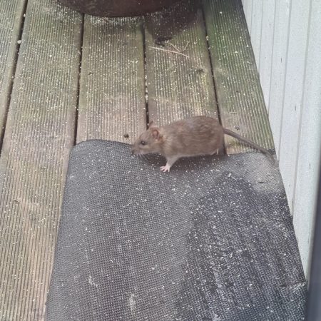 Rat Pest Control in Fort Mill SC- Bugs B Gone