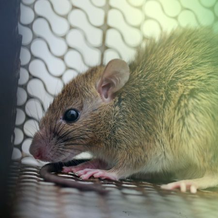 Residential and commercial rodent control near Fort Mill, SC- Bugs B Gone