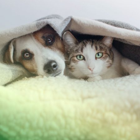 Safe for pets pest control in Fort Mill, SC BUGSBGONE