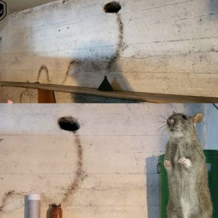 Signs of a rat infestation Bugs B Gone Fort Mill SC Rodent Control