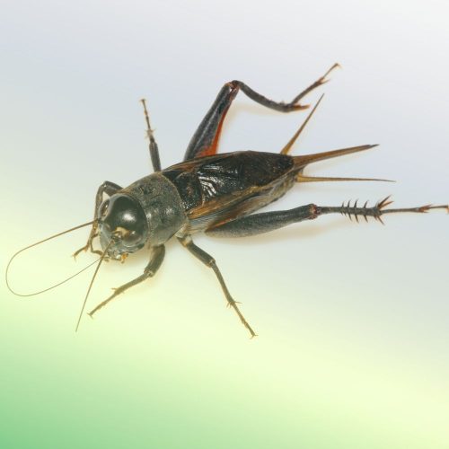Signs you have a cricket problem Fort Mill, SC BUGSBGONE