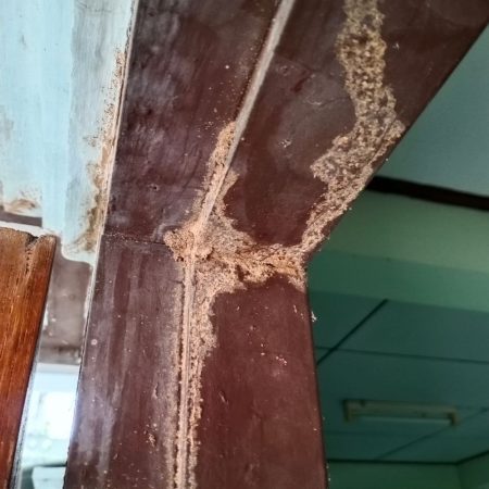 Termite damage pest control for termites fort mill sc BUGSBGONE