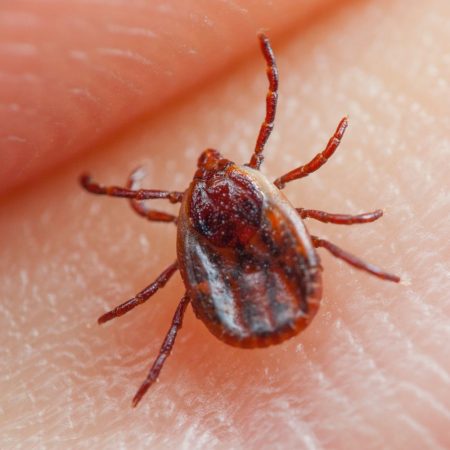 Tick pest control in Fort Mill SC BUGSBGONE