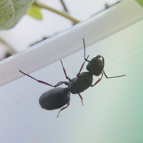 Wood destroying ants, carpenter ant control in Fort Mill BugsBGone