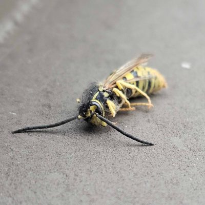 Yellow jacket pest control in fort mill sc BUGSBGONE
