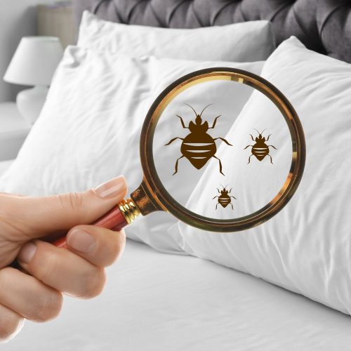 Signs of a bed bug infestation in Fort Mill SC BugsBGone