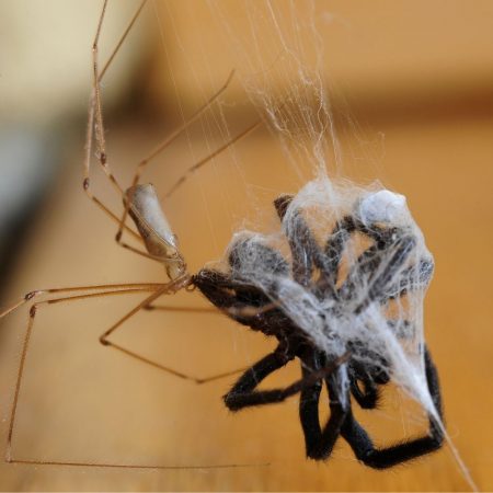 best spider pest control in fort mill sc- BugsBGone