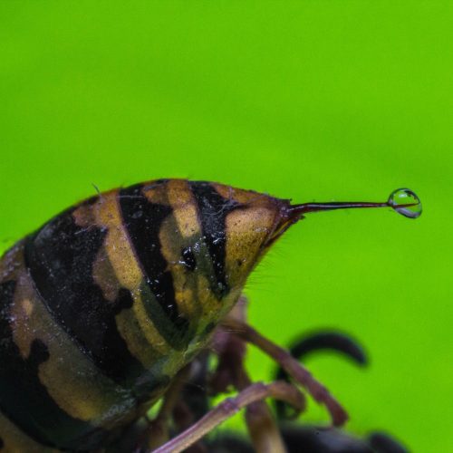 dangers of DIY wasp removal BUGSBGONE