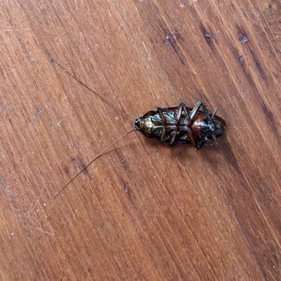dead cockroach on hardwood floor in fort mill sc get a free cockroach control estimate from BugsBGone Pest and Termite