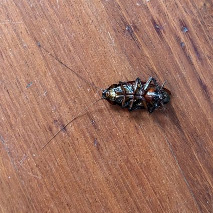 dead cockroach on hardwood floor in fort mill sc get a free cockroach control estimate from BugsBGone Pest and Termite