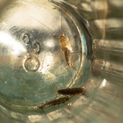 effective pest control for silverfish in fort mill sc BUGSBGONE