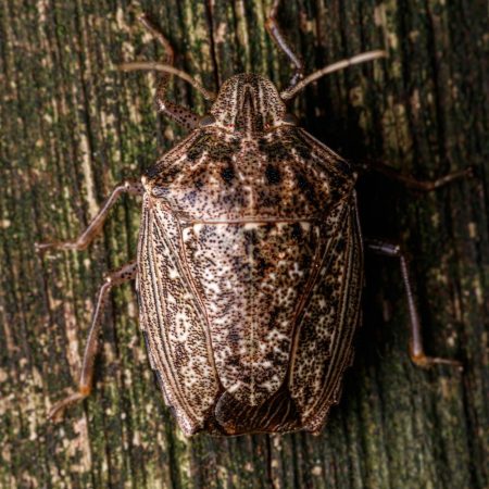 effective pest control for stink bugs in fort mil sc BUGSBGONE
