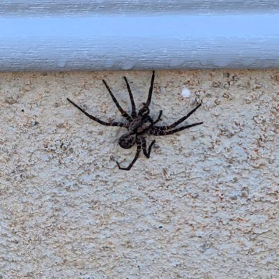 effective spider control pest control fort mill sc bugsbgone