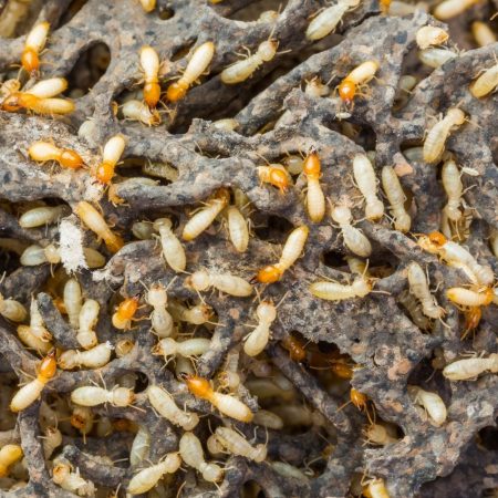 effective termite treatment in fort mill sc BUGSBGONE
